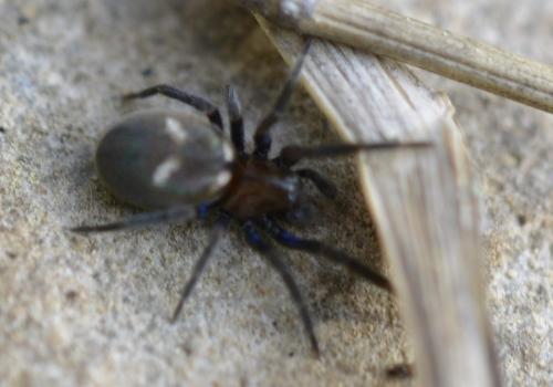 Titanoeca quadriguttata